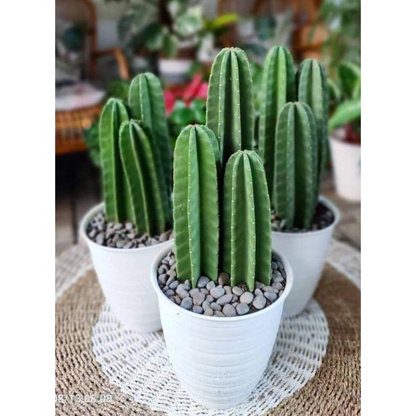 KAKTUS KOBOI TANPA DURI