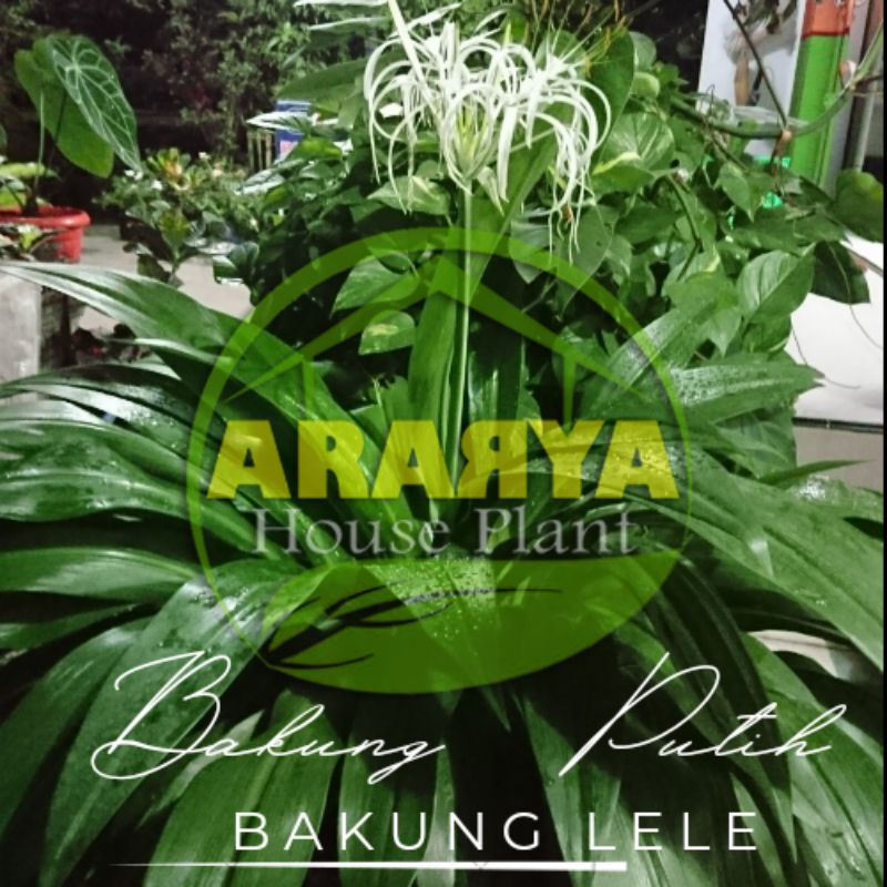 Bunga Bakung Putih / Bakung Lele / Bakung Air Mancur / Amarilis Putih