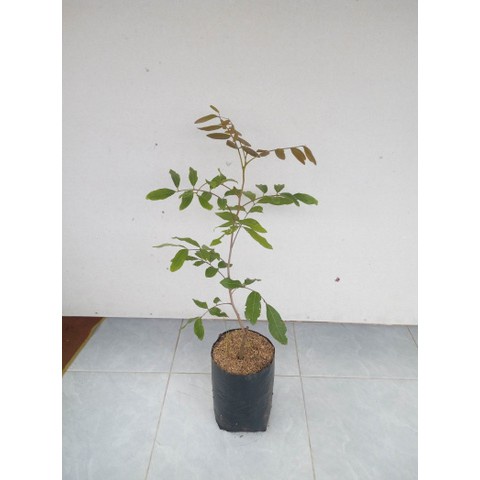 

Bibit Kelengkeng Diamond (dimocarpus longan) BONUS Miracle Fruit (Synsepalum dulcificum )