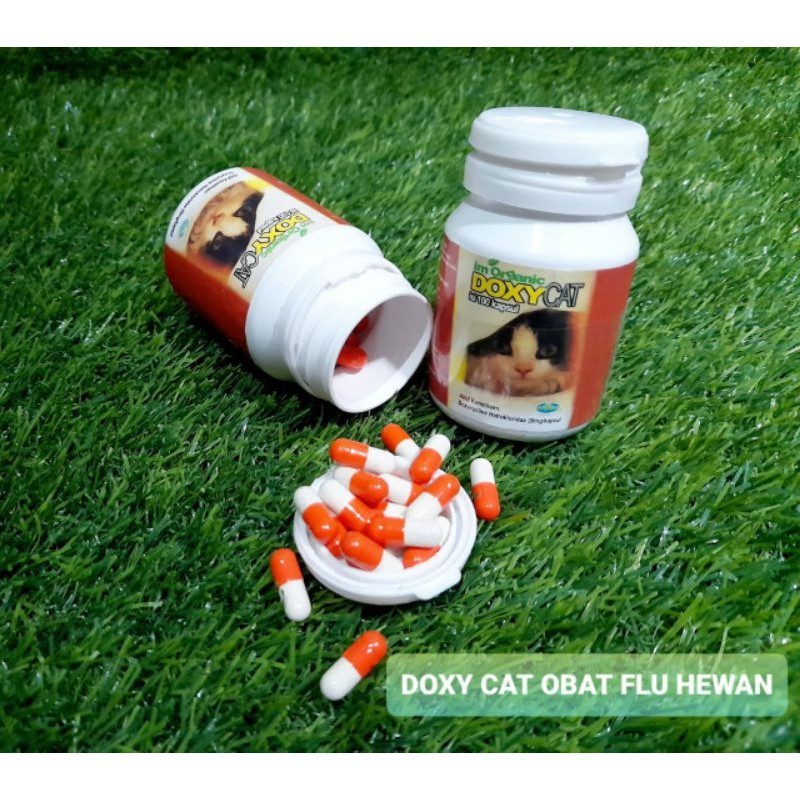 Obat Flu Kucing Doxy Cat 1 capsul DoxyCat Doxi Cat