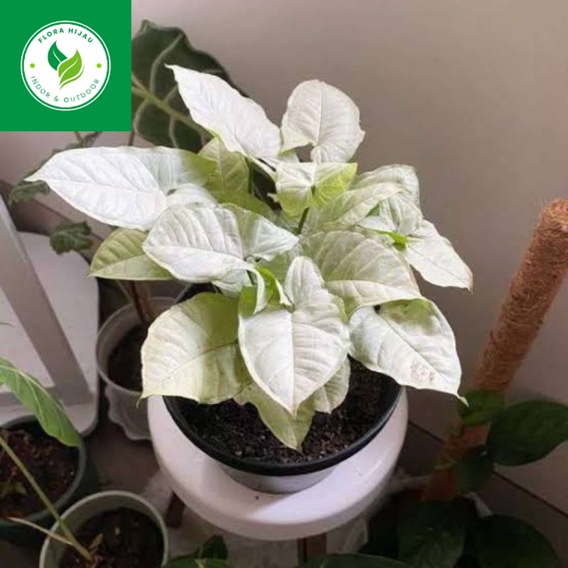 ~ ( BISA COD ) Tanaman Hias Syngonium Putih Salju Mini / Singonium Putih Mini / Bunga Hias Singonium