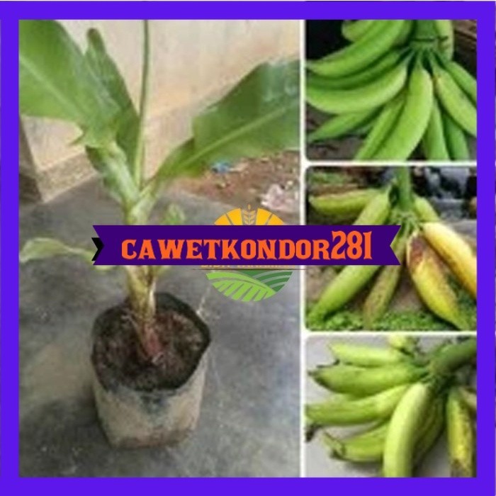 bibit pisang tanduk super
