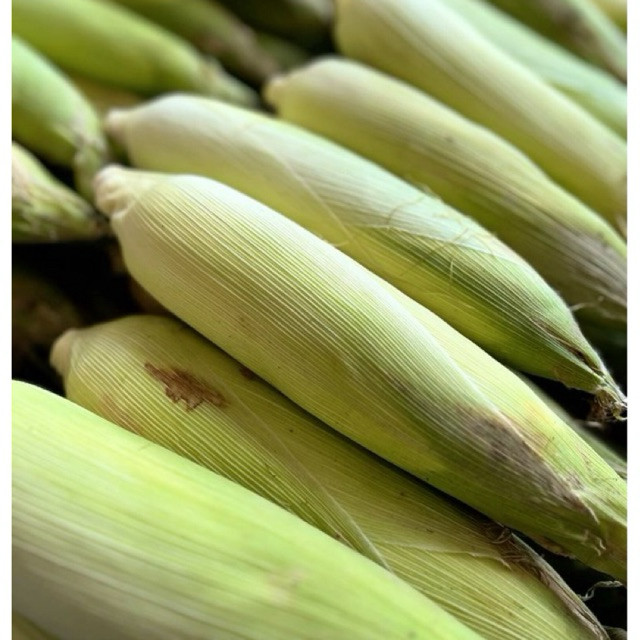 

Jagung Per PCS