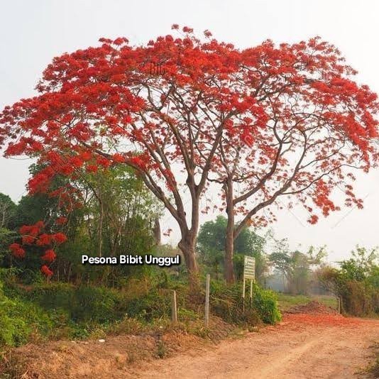 Bibit Bunga Tabebuya Merah / Pohon Tabebuya Merah 80cm-1meter