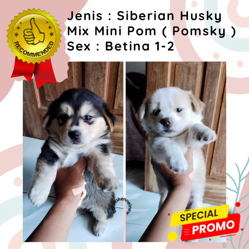 Anak Anjing Mini Pom Mix Siberian Husky Pomsky Jantan Betina