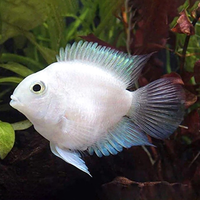 BLUE POLAR PLATINUM / SNOW WHITE PARROT CONVICT