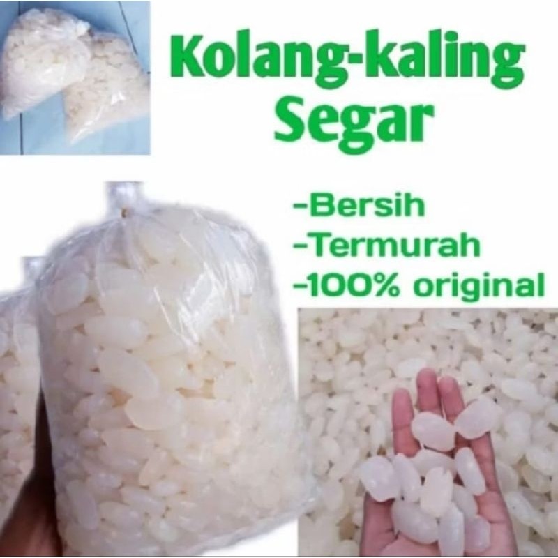 

KOLANG KALING KENYAL DARI BUAH AREN BUAT MANISAN 1KG