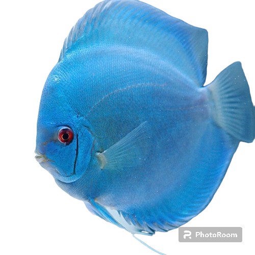 blue diamond discus ikan