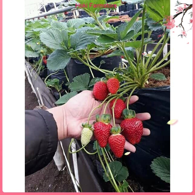 Terlaris Bibit Tanaman Buah Strawberry Jumbo-Bibit Buah