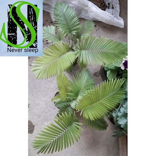 Palem Rotan Paris mini Terbaik