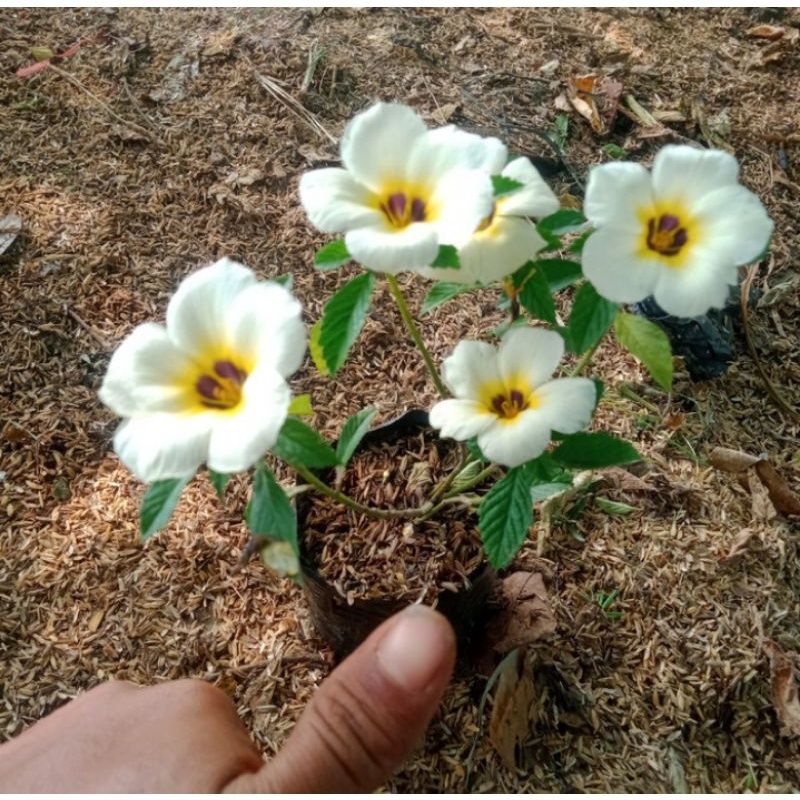 ( TERMURAH) Tanaman Hias Bunga Yolanda Bunga Putih - Tanaman Hidup Yolanda Putih - Tanaman Hias Hidu