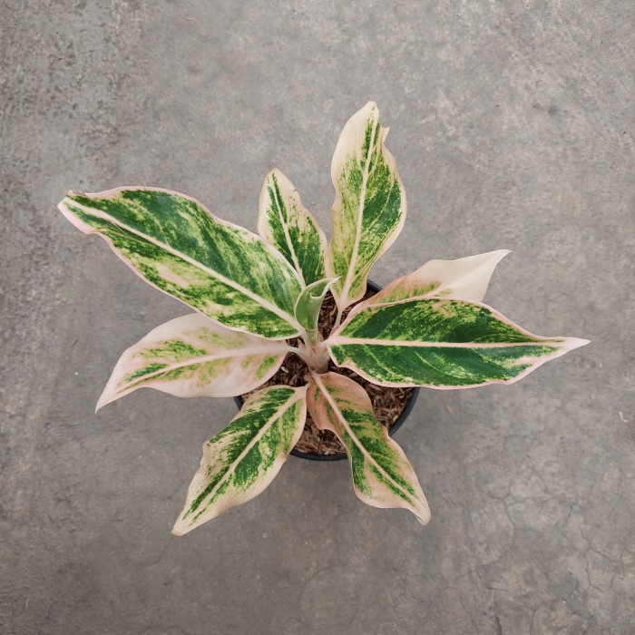 >Aglonema Lipstik Puding