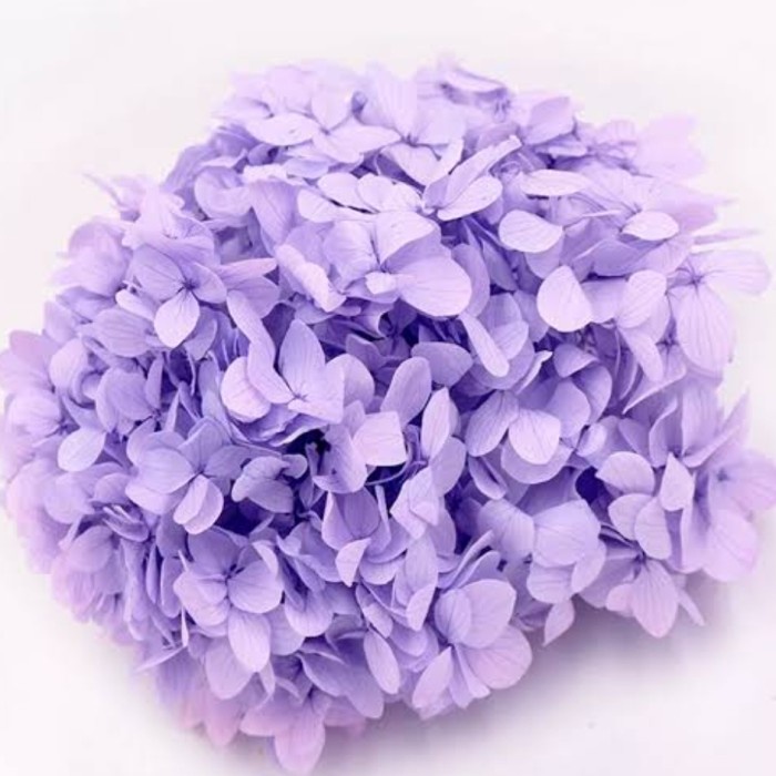 Dried Flower Hydrangea Hortensia Bunga kering Hiasan Kue Cake Tart - Lilac Purple