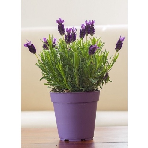 Lavender asli/lavandul TANAMAN ANTI NYAMUK english lavender - Tanaman Hidup-Bunga Hidup-Bunga CANTIK