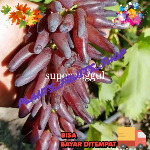 Bibit anggur import jenis jari jari