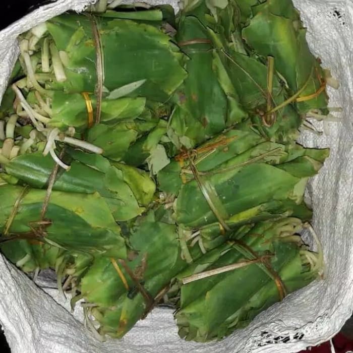 

Promo COD Daun kencur segar 500 gram fresh \ cikur umbi fress