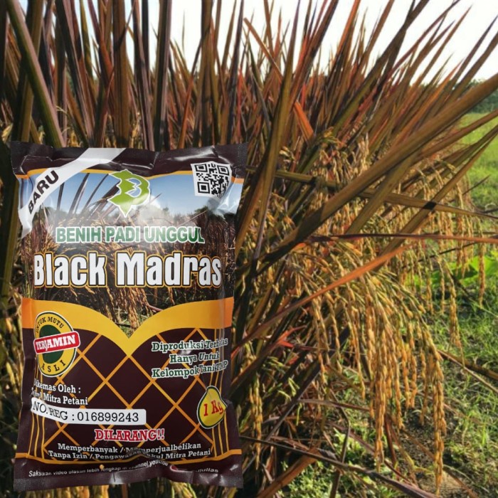 Ready Bibit / Benih Padi Black Madras Unggul