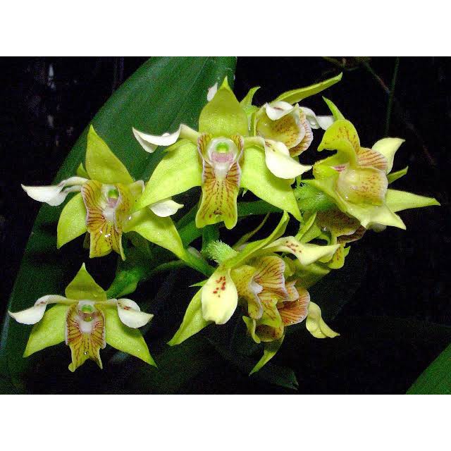 anggrek spesies dendrobium macrhophyllum / macrophyllum