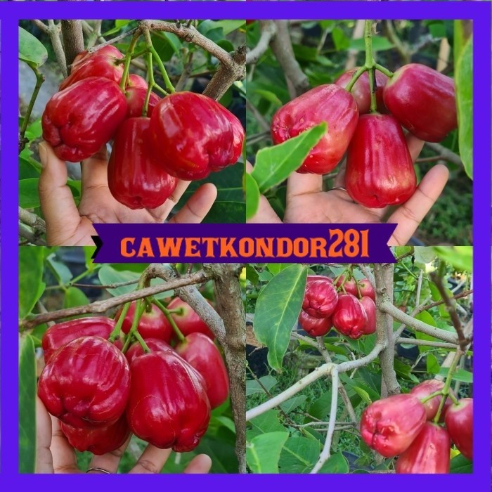 Bibit jambu air king rose