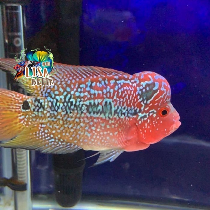 hiasan aquarium Lohan thailand CENCU calon jenong louhan berkualitas beli 3 gratis 1 - 2-3cm(burayak