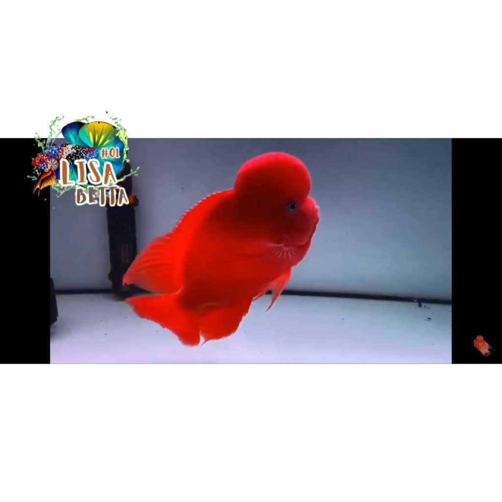 hiasan aquarium Burayak Louhan Super Red Monkey Import Thailand super grade