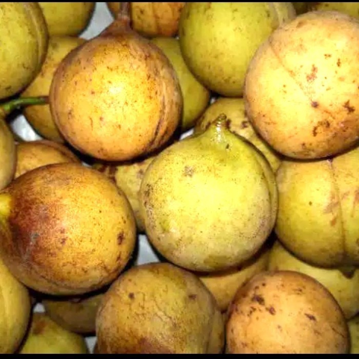 

Buah pala segar - buah pala utuh 1 kg