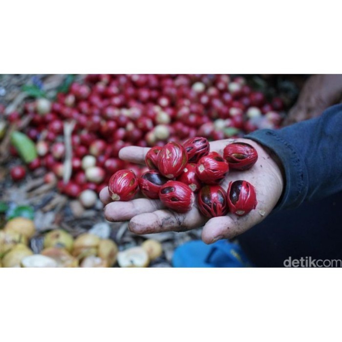 biji benih pala siap semai