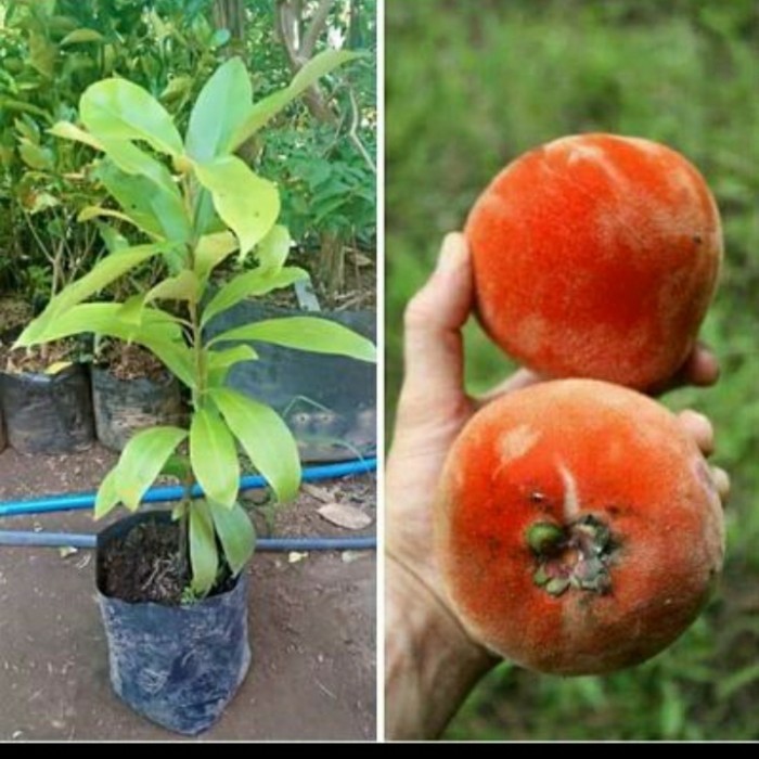 Bibit Buah Bisbul | Bibit Buah Mentega Langka