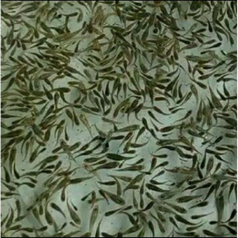Ikan Cere Sungai Pakan Ikan Predator