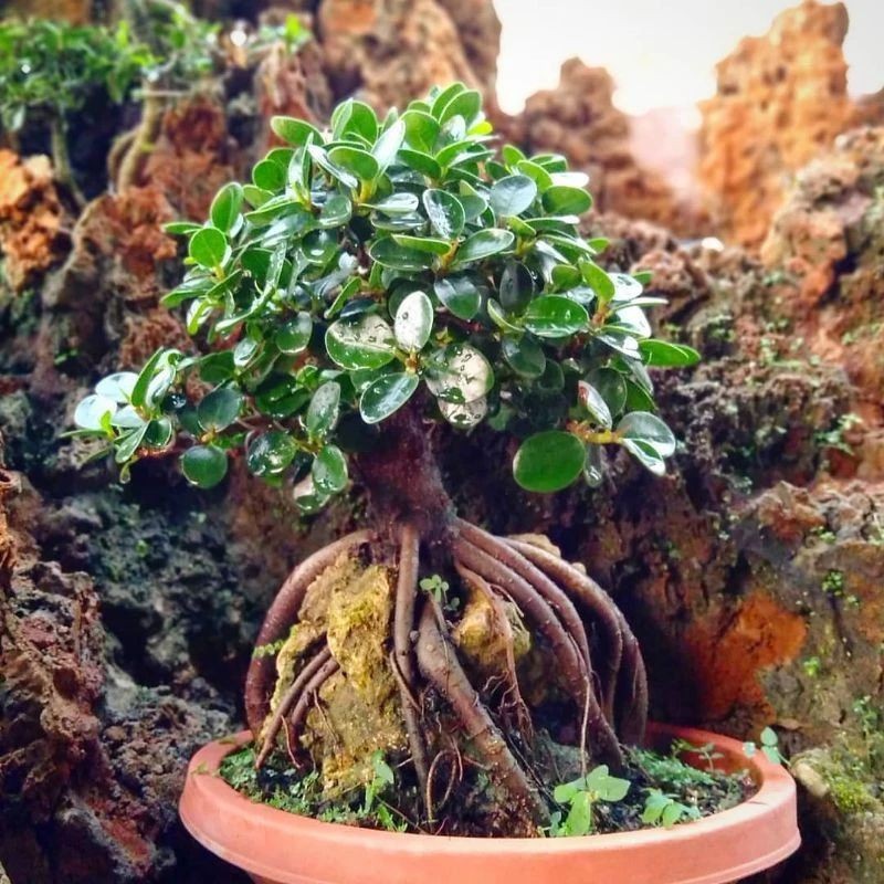 TANAMAN HIAS BRINGIN KOREA/BIBIT BAHAN BONSAI BRINGIN DOLAR