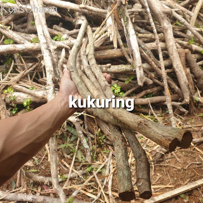 

Ranting kayu jati kerajinan dan turus tanaman hias - 70cm murah