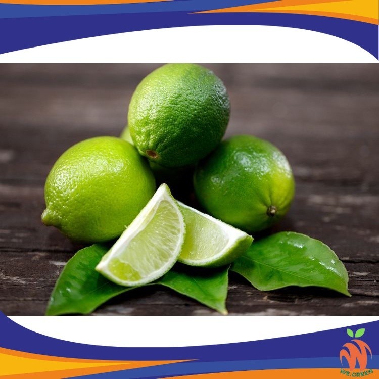 Bibit Jeruk Nipis MANIS (RIMBUN) Jeruk Nipis Tapi Manis