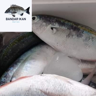 

Ikan Sulir Segar Fresh Dan Berkualitas