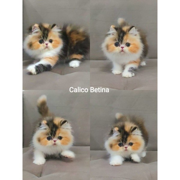 kucing persia peaknose calico