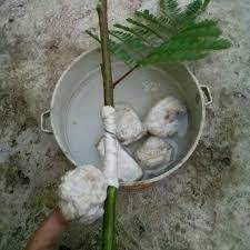 PULUT BURUNG MENTAH GETAH KARET BENDO ASLI PIKAT MIKAT JALA BURUNG LENGKET WARNA PUTIH