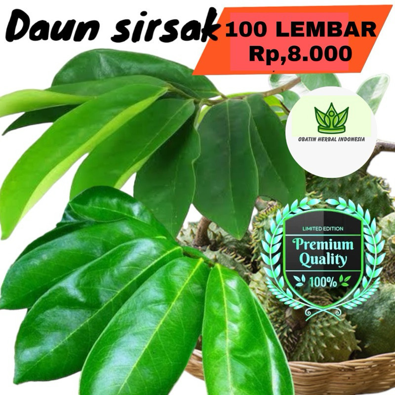 

HAFIKA 100 Lembar Daun Sirsak Segar Organik Herbal Obat Kanker Tumor Daun Sirsak Daun Segar Sirsak Daun Sirsak Daun Sirsak Segar Termurah Ori Asli