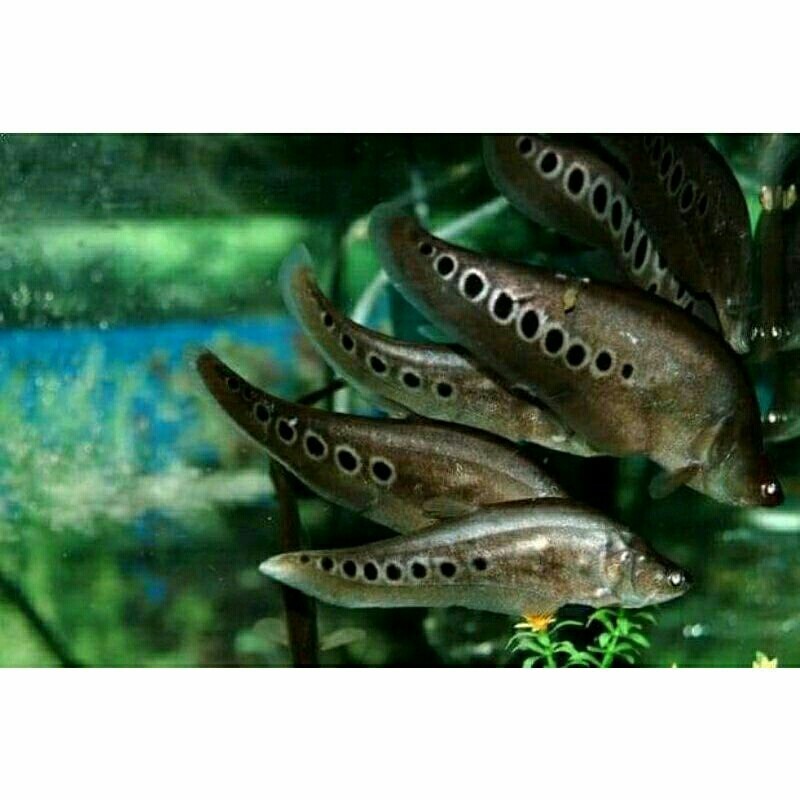 GANCI belida bangkok bergaransi hidup jawa only
