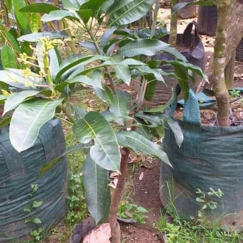 Bibit Mangga Berbunga / Mangga Jumbo Berbunga - Premium - batang besar