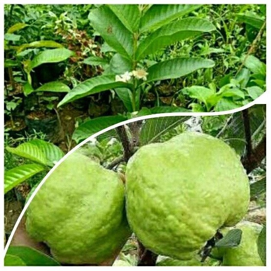 Tanaman Jambu Kristal Sudah Berbuah Putih