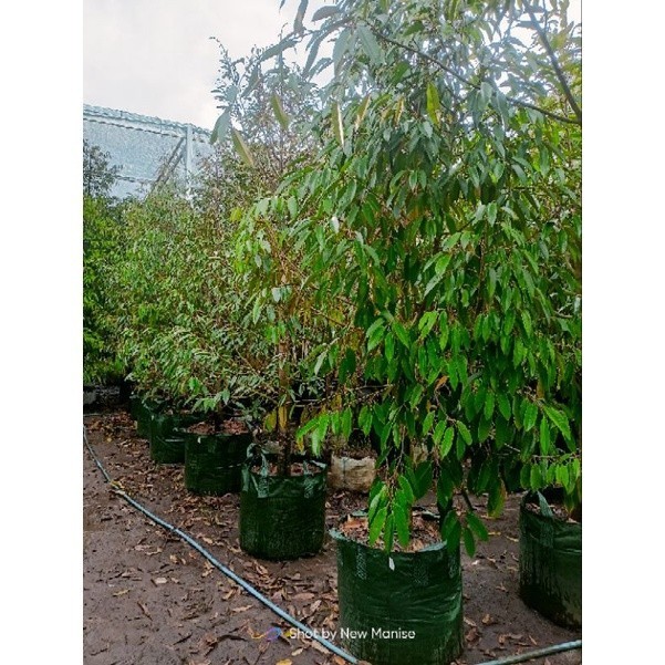 Bibit Durian Dongkelan 2meter all varian Musangking, bawor, oche