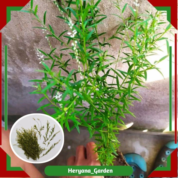 tanaman akar aroma wangi balsem/polygala paniculata