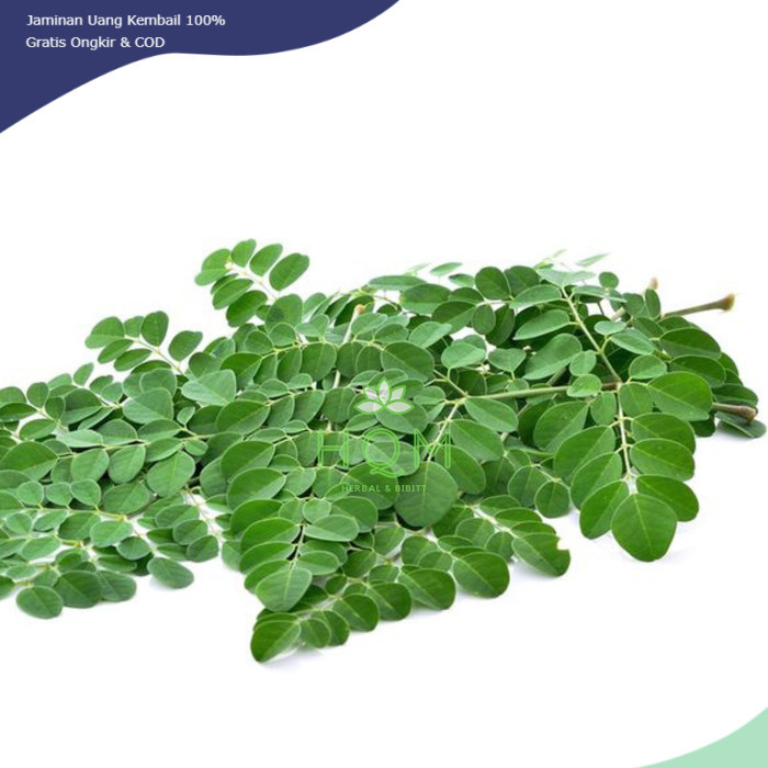 

Promo Daun Kelor Segar Langsung petik