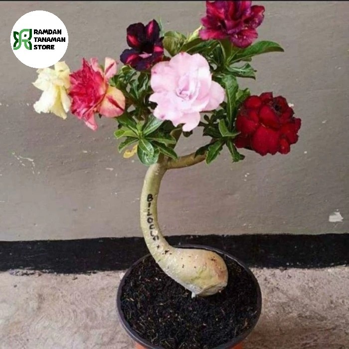 tanaman hias adenium bunga tumpuk grafting okulasi adenium tumpuk