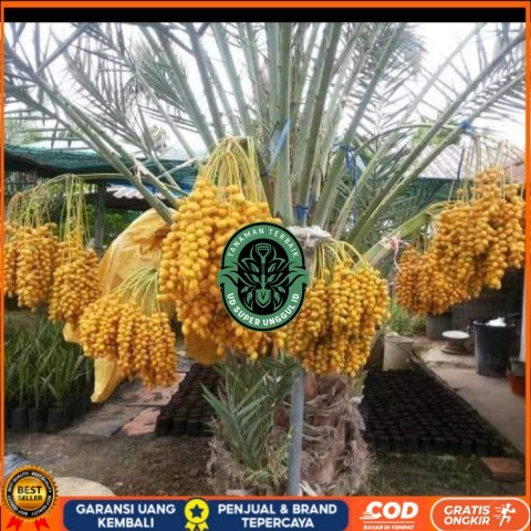 Bibit Pohon Kurma Tropis Jenis Ajwa / Bibit Buah Kurma Ajwa Asli Bibit Tanaman valid UD SUPER UNGGUL