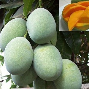 Bibit Tanaman Mangga Manalagi Super Murah