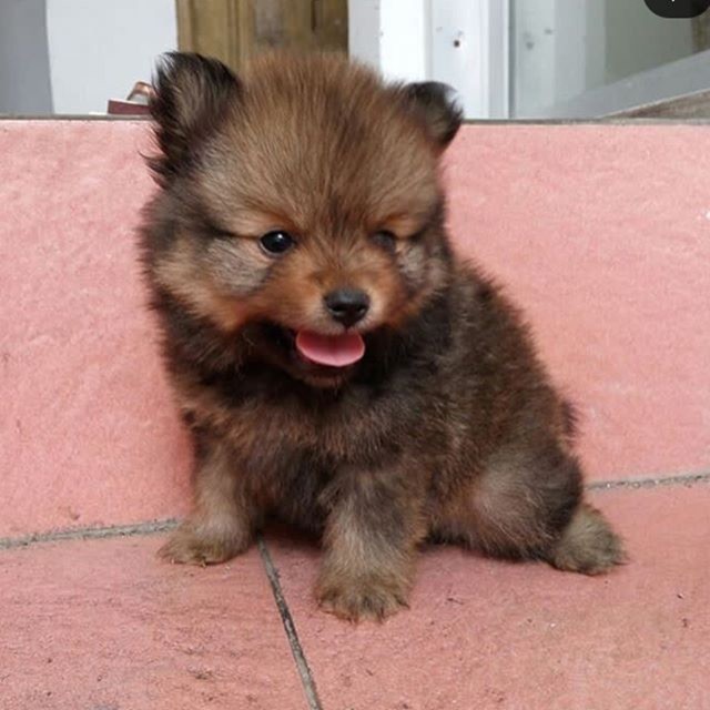 Jual anak anjing store pomeranian