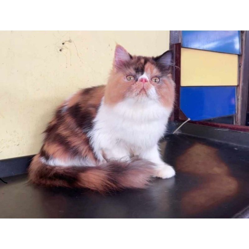 OPEN ADOBT KUCING KITTEN PEAKNOSE LONG HAIR + PET CARGO