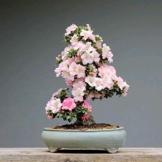 NEWBAHAN BONSAI-ADENIUM KAMBOJA JEPANG BUNGA TUMPUK//BUNGA PINK BONSAI