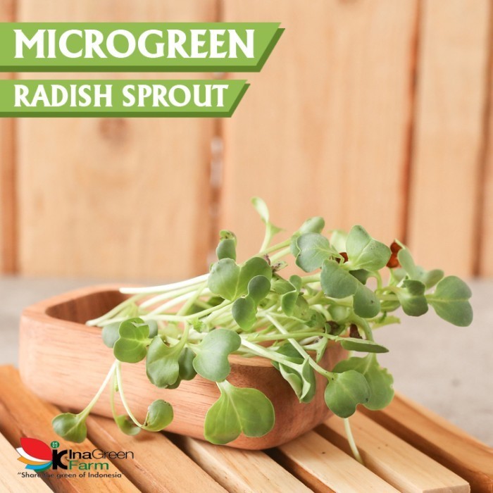 

Inagreen Farm Bandung Microgreen Organik Radish Spourt