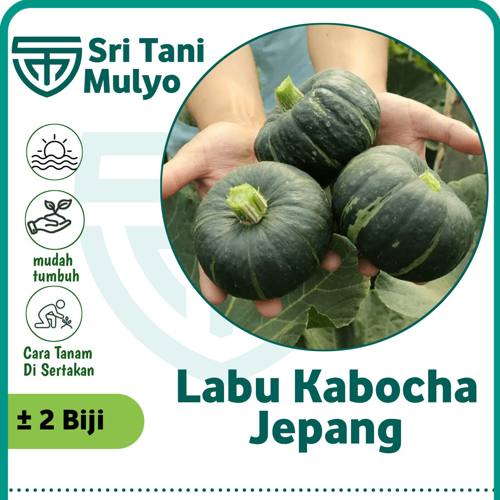 2 Biji - Benih Labu Jepang KABOCHA Hijau  - Bibit Labu Benih Sayuran